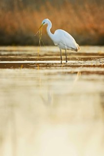 Great egret