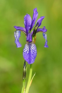 Siberian iris