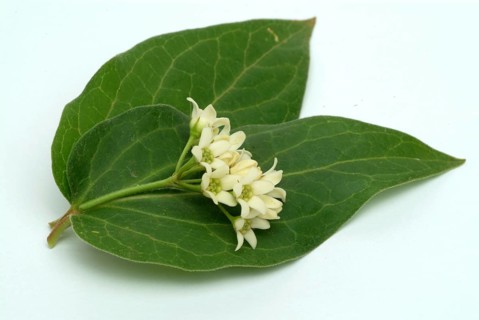 Medicinal plant white swallowwort