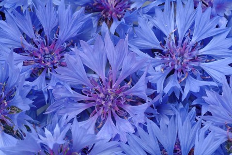 Cornflower