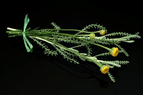 Medicinal plant Holy herb