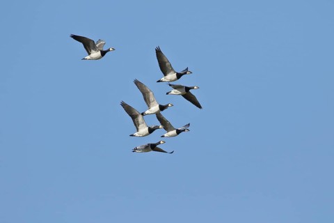 Barnacle geese