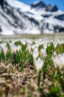 Meadow full of white and purple crocuses