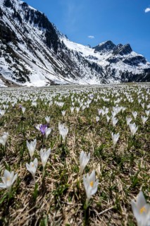 Meadow full of white and purple crocuses