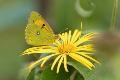 Clouded yellow butterfly