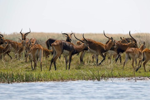 Herd of black lechwe