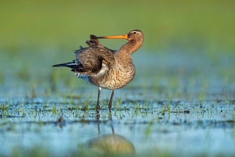 Black-tailed Godwit