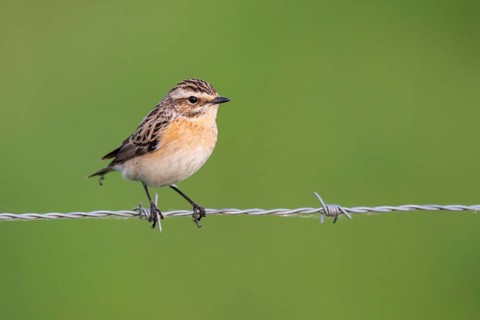 Whinchat