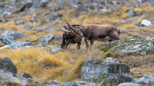 Alpine ibex