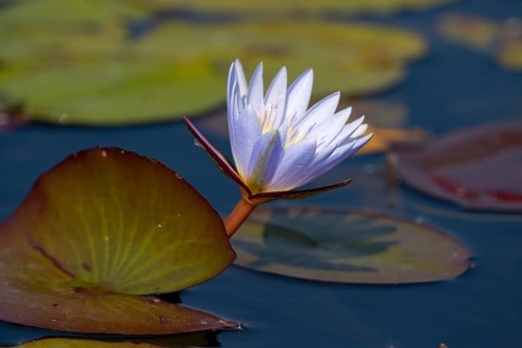 Water lily