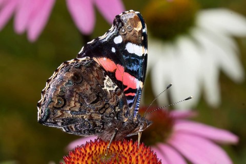 Admiral butterfly with closed wings sitting on orange flower sucking right looking