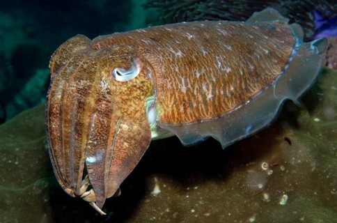 Broadclub cuttlefish