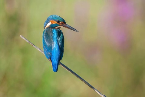 Kingfisher