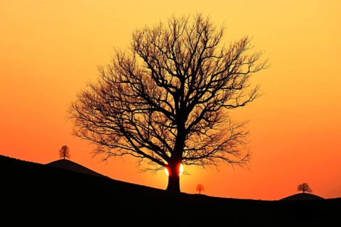 Silhouettes of an oak tree