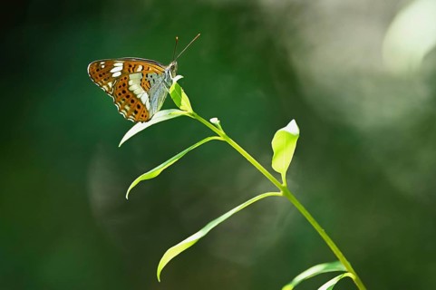 White admiral