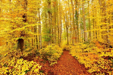 Forest path through discoloured copper beech