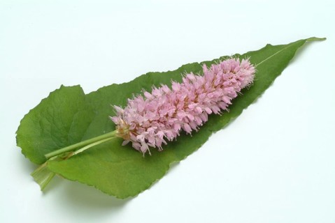 Medicinal plant Meadow knotweed