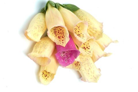 Big-flowered foxglove