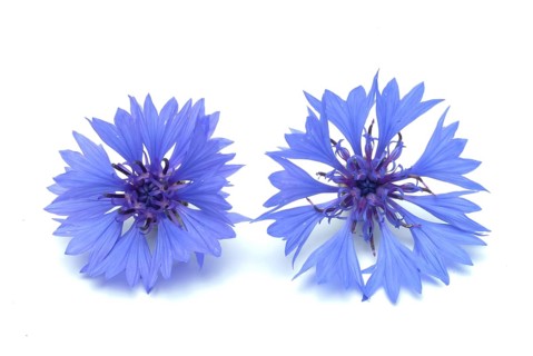 Cornflower