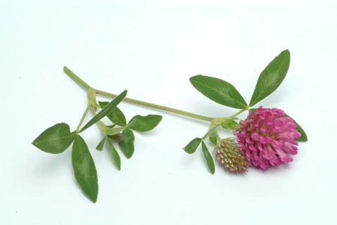 Meadow clover