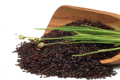 Plant species from the plantain genus