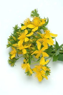 Medicinal plant St. John's wort