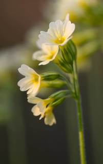 True oxlip