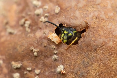 Common wasp