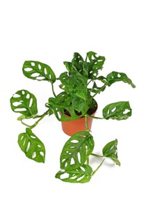 Full tropical Monstera Adansonii or Monstera Monkey Mask vine houseplant in flower pot on white background