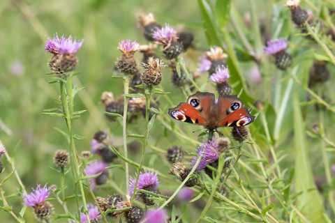 Peacock butterfly