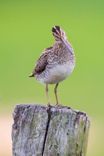 Common Snipe