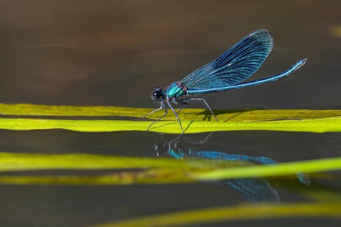 Banded demoiselle