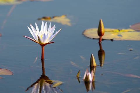 Water lilies