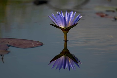 Water lily