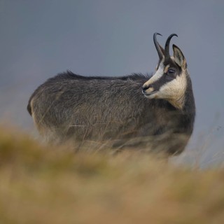 Chamois