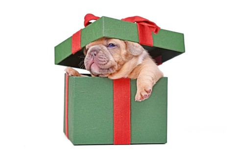 French Bulldog puppy peaking out of green Christmas gift box on white background