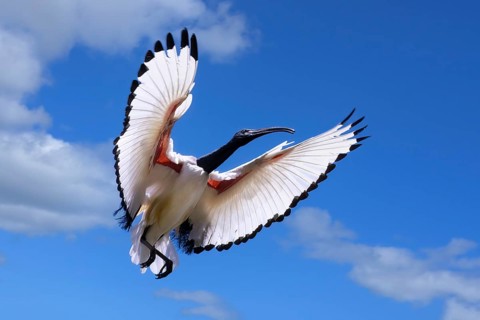 African Sacred Ibis