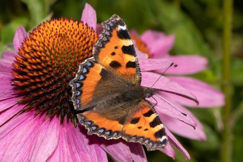 Small fox butterfly with open wings sitting on red flower sucking right seeing