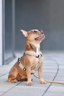 Blue red fawn French Bulldog with dog harness in front of gray wall