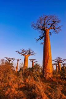 Avenue de Baobabs at sunset near Morondavia