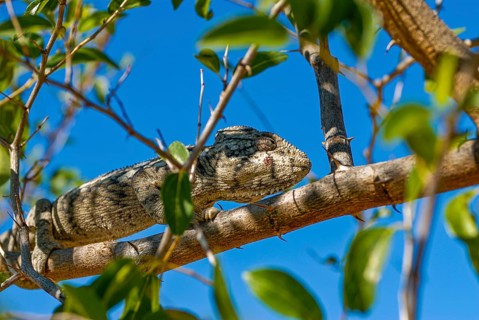 Madagascar giant chameleon