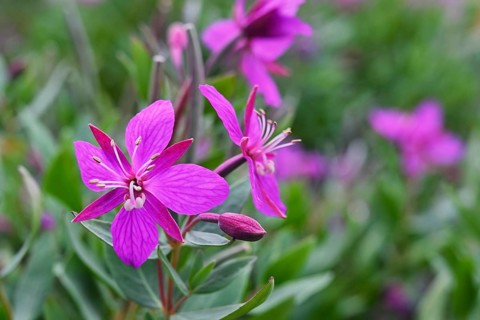 Chamaenerion latifolium