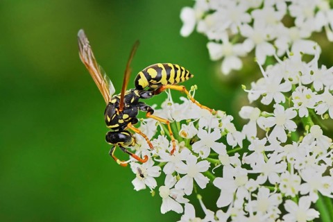 Field wasp