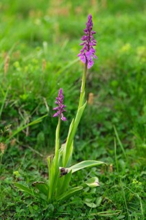 Early purple orchid