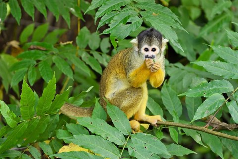 Black-capped squirrel monkey