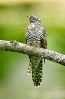 Common cuckoo