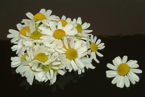 Medicinal plant Chamomile