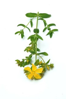 Medicinal plant St. John's wort