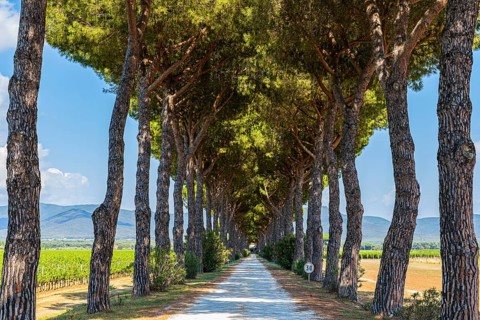 Avenue of pine trees
