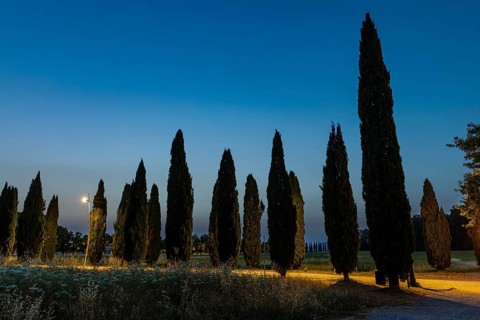 Avenue of cypresses in front of the ruined church of San Galgano Abbey